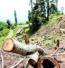 Indígenas contra tala de bosques. Yamana derrama cianuro