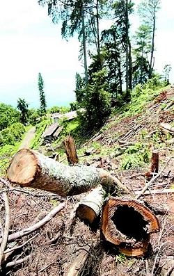 Indígenas contra tala de bosques. Yamana derrama cianuro