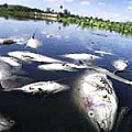 Mortandad de peces por actividad minera en Petaquilla