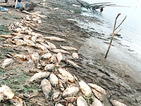 Peces muertos en embalse Río Hondo (archivo)