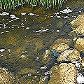 Rio Loa contaminado con xantato y otros químicos de la industria minera
