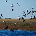 Mina Caballo Blanco obligará cambiar de ruta a millones de aves migratorias