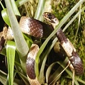 Nueva especie de serpiente lleva el nombre «No a la mina»