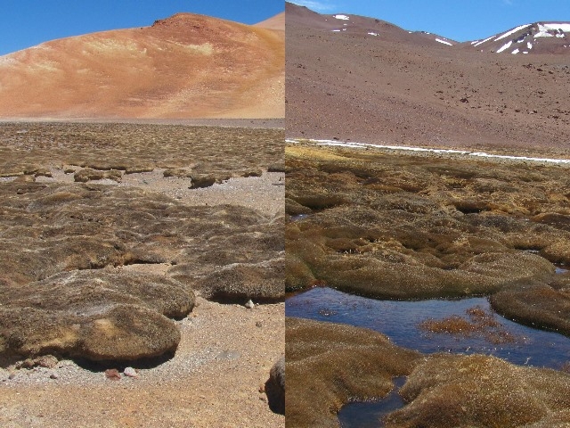 Se secan humedales por extracción de agua de Minera Maricunga (Kinross)