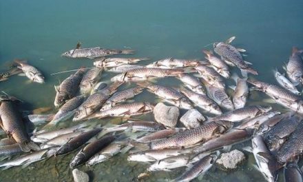 Temen que mortandad de peces en laguna Potrero Grande, sea por la minera