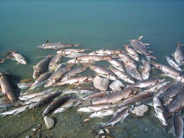 Temen que mortandad de peces en laguna Potrero Grande, sea por la minera