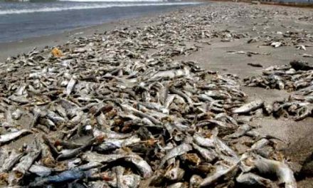 Mortandad de peces en Manzanillo puede ser por actividad minera