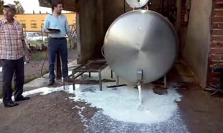 Tiran 15 mil litros de leche por derrame tóxico minero en Sonora