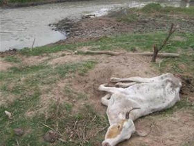 Reportan animales muertos por contaminación minera