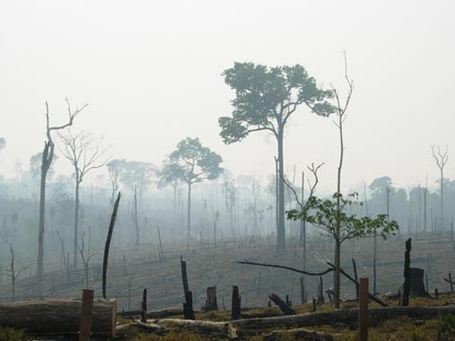 Científicos alertan de que la minería y los embalses amenazan los ecosistemas de Brasil