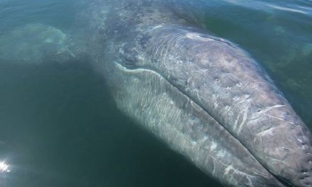 La ballena gris en peligro por proyecto minero en México