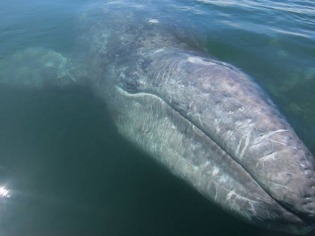 La ballena gris en peligro por proyecto minero en México