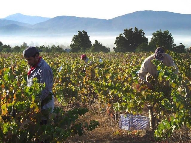 La vitivinicultura genera 35 veces más empleo que la soja