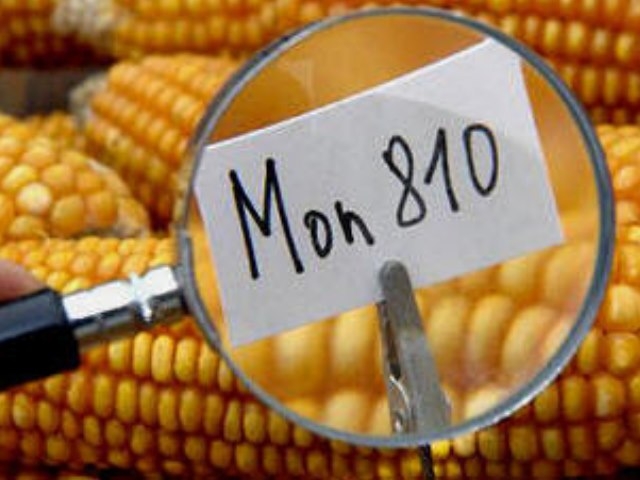 La justicia argentina rechaza pedido de patentamiento de semilla transgénica a Monsanto