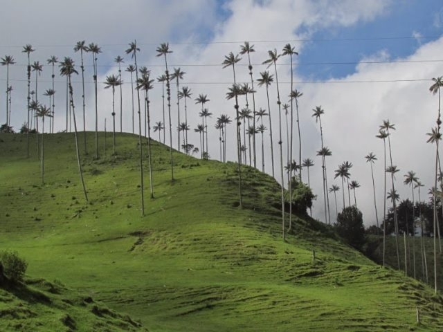 Reserva de palmas de cera amenazada por explotación de oro a cielo abierto