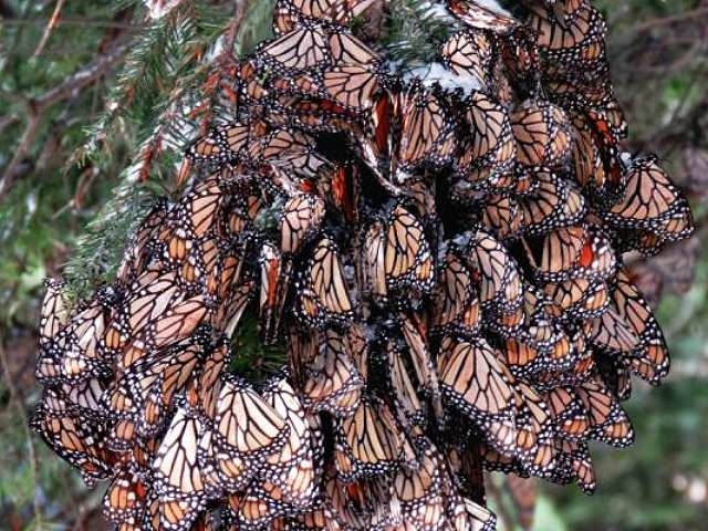 Mariposas contra la mina en Angangueo