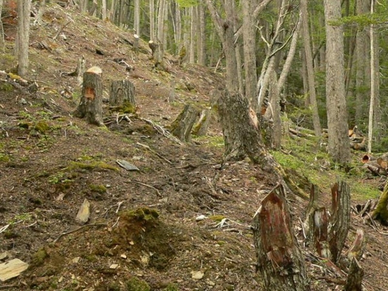 Crece la tala ilegal de bosques nativos en la Patagonia