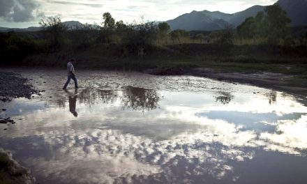 Alimentos, fauna y agua envenenados por el derrame minero en Río Sonora