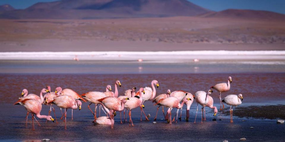 Minera Escondida y el sobreotorgamiento del agua en el Salar de Atacama