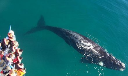 Chubut, ballenas y resistencia: un resumen en video