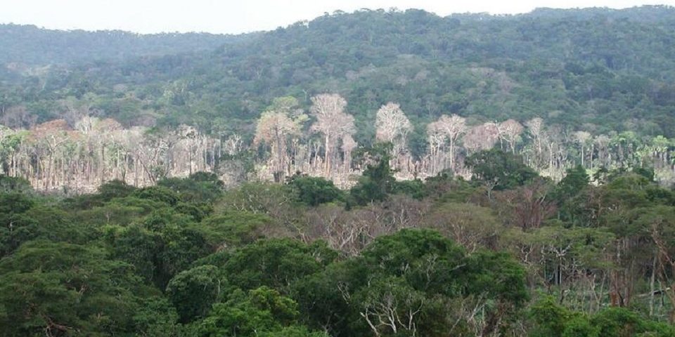 La minería de oro dificulta la recuperación de la selva amazónica