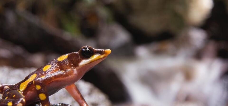 Las ranas le ganan una batalla judicial a la minería en Ecuador