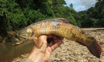 Multan a minera canadiense por mortandad de peces con cianuro en la selva amazónica de Brasil