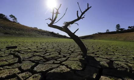 Más de un tercio de los árboles está en peligro de extinción en el mundo