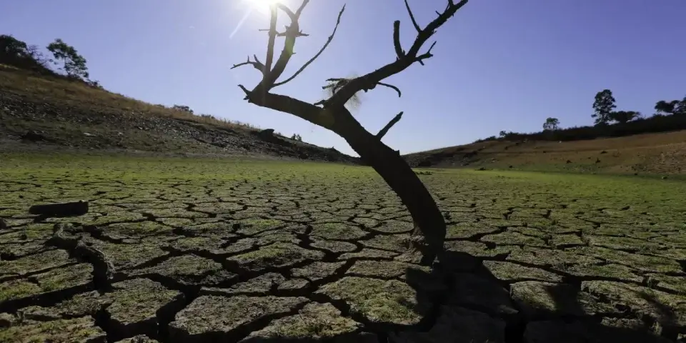 Más de un tercio de los árboles está en peligro de extinción en el mundo