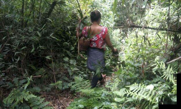 El Pueblo Mbya cuida el monte y resiste al extractivismo