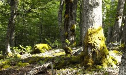 Supuesto escudo conservacionista convertido en llave para vender y fragmentar los bosques nativos.
