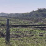 Una jueza ordenó que cese el desmonte en un campo en Villaguay
