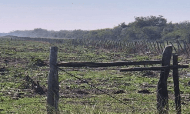 Una jueza ordenó que cese el desmonte en un campo en Villaguay