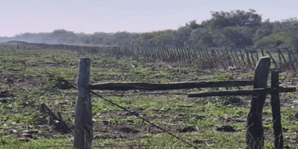 Una jueza ordenó que cese el desmonte en un campo en Villaguay